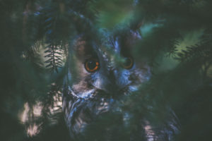 Long-eared Owl, Owl, Forest, Bavarian Forest, Long-eared Owl, Owl, Forest, Bavarian Forest,